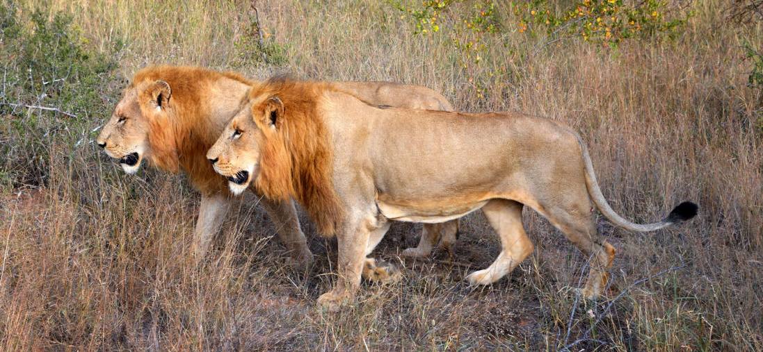 Two lovely Lion Males at Kings Camp, Timbavati Game Reserve, South Africa