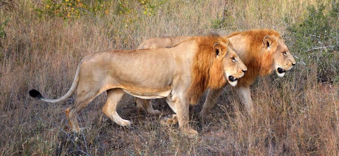 Two Lovely Lions, Kings Camp South Africa