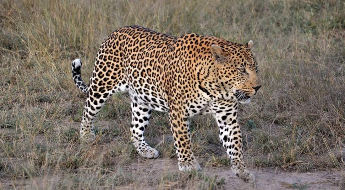 Huge male Leopard spotted at Jao Camp, Okavango Delta, Botswana