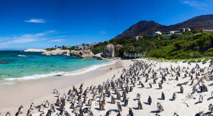 Kayak paddle with penguins | Luxury African Safaris,South America & South  Asia Tours|andBeyond