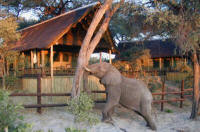 Savute Elephant Camp