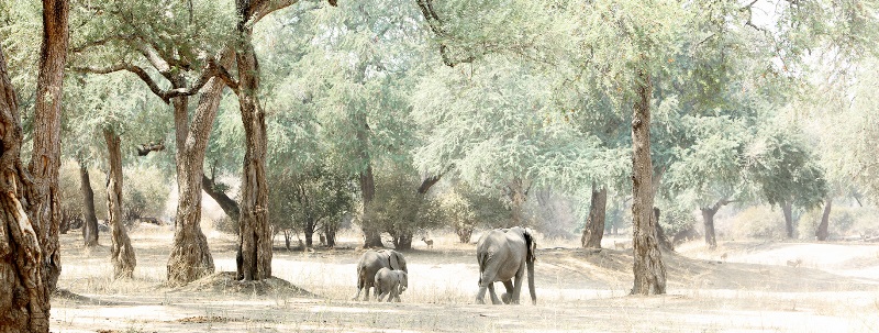 Nyamatusi Camp Mana Pools - www.africansafaris.travel