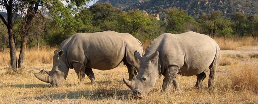 Amalinda Lodge, Matobos, Zimbabwe - www.africansafaris.travel