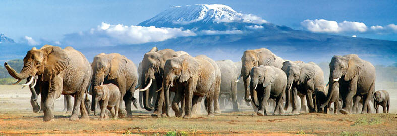 The Best of Kenya Safari (11 Days) - www.africansafaris.travel