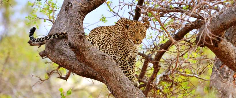 Campi ya Kanzi - www.africansafaris.travel