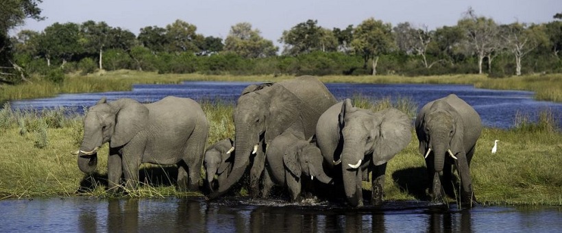 Chiefs Camp, Botswana - www.africansafaris.travel