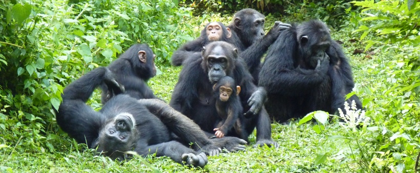 Ultimate Uganda Safari (12 Days) - www.photo-safaris.com