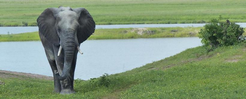 Kubu Lodge (Chobe National Park) Botswana - www.africansafaris.travel