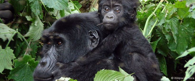 Clouds Mountain Gorilla Lodge, Uganda - www.africansafaris.travel