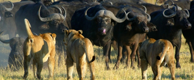 Duba Plains Camp (Okavango Delta) Botswana - www.africansafaris.travel