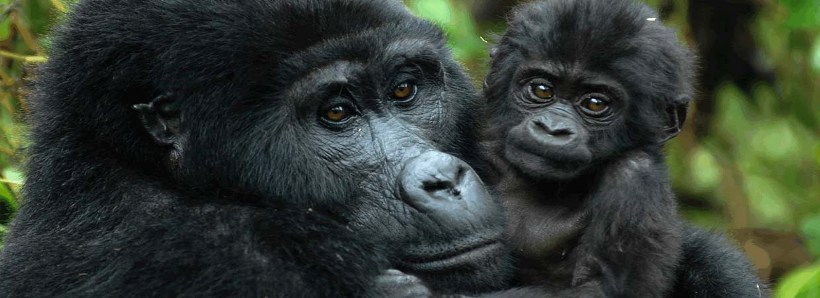 Gorillas through the Mist (4 Days) - www.photo-safaris.com