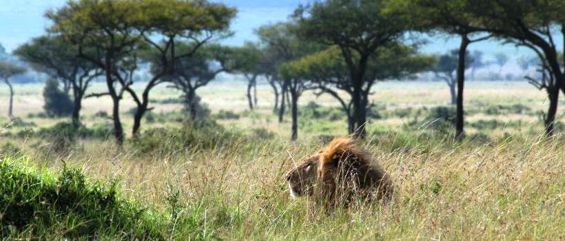 Governors' Private Camp, Masai Mara - www.africansafaris.travel