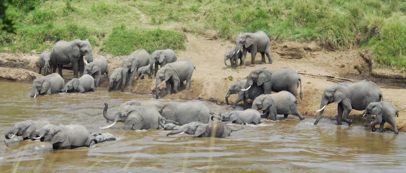 Governors' Private Camp, Masai Mara - www.africansafaris.travel