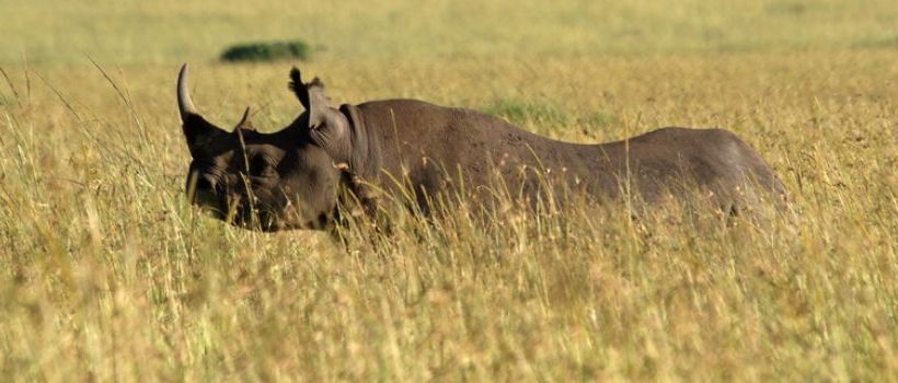 Governors Main Camp, Masai mara - www.africansafaris.travel