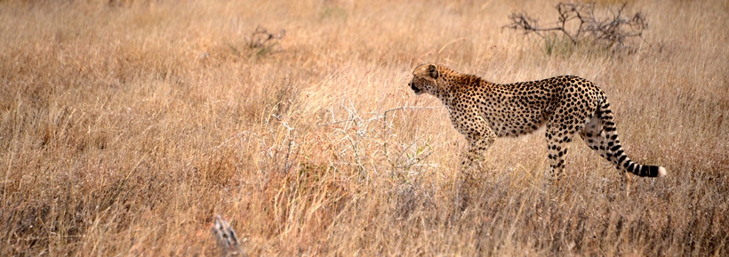 Imbali Safari Lodge (Northern Kruger National Park, Limpopo Province) South Africa - www.africansafaris.travel