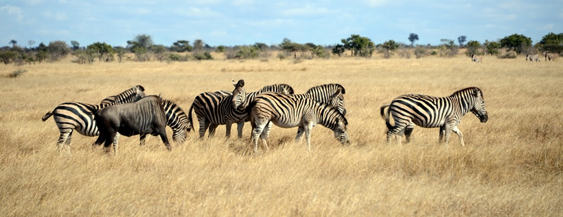 Imbali Safari Lodge (Northern Kruger National Park, Limpopo Province) South Africa - www.africansafaris.travel