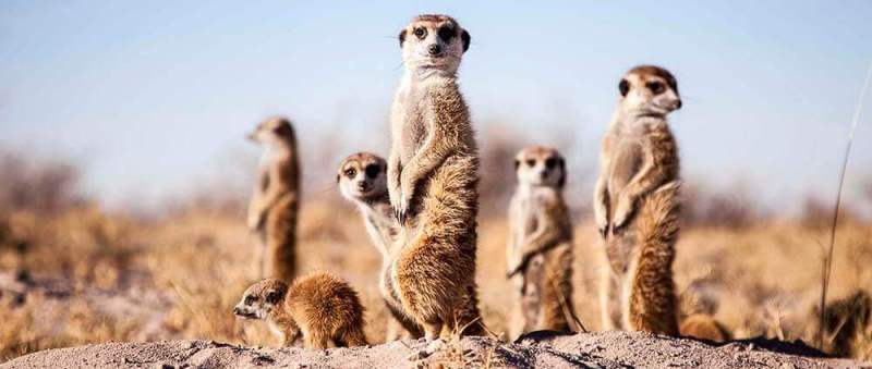 Jacks' Camp (Makgadikgadi Pans) Botswana - www.africansafaris.travel