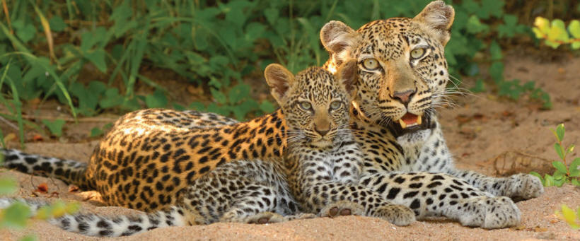 Kings Camp Leopards - Luxury Table Bay Hotel, Kings Camp and Mala Mala Safari (10 Days) - www.Safaris101.com