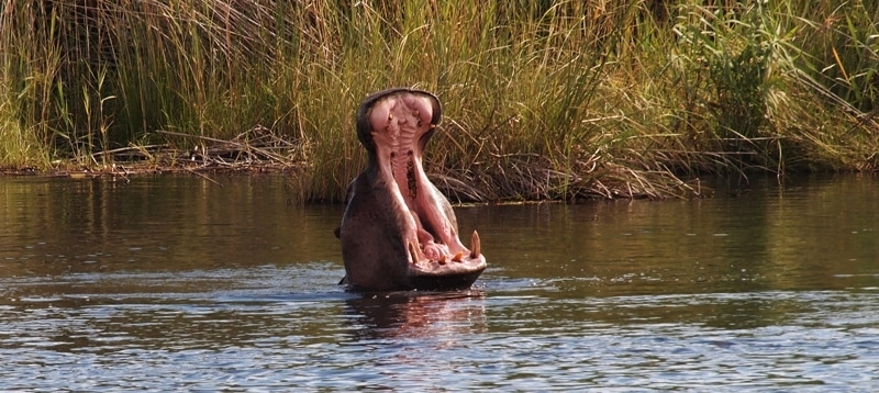 Kwando Lagoon Camp (Chobe / Linyanti Region) Botswana - www.africansafaris.travel