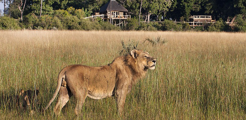 Kwetsani Camp with Wilderness Safaris - www.africansafaris.travel