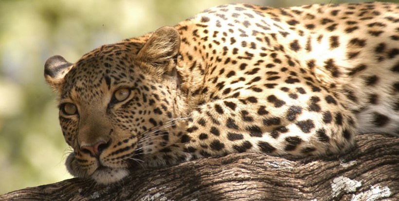 Linyanti Ebony Camp (Linyanti Marsh) Botswana - www.africansafaris.travel