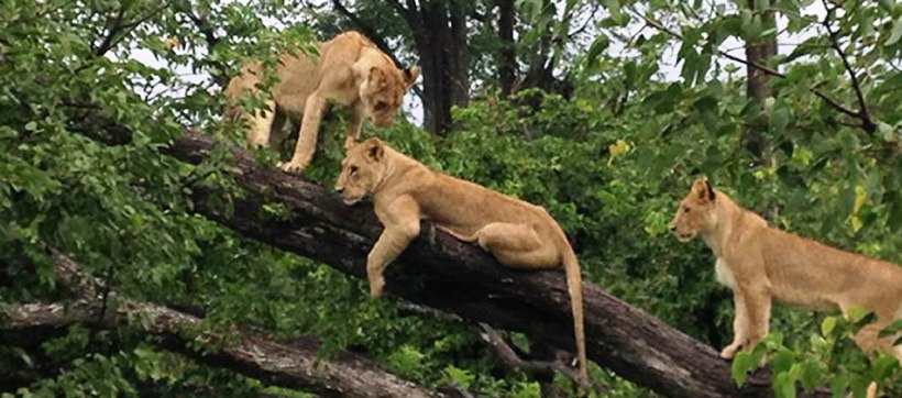 Linyanti Bush Camp (Linyanti Marsh) Botswana - www.africansafaris.travel