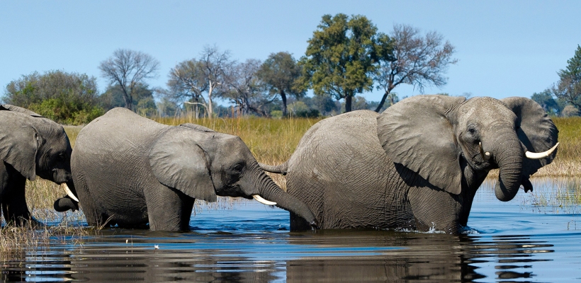 Little Vumbura Camp with Wilderness Safaris - www.africansafaris.travel