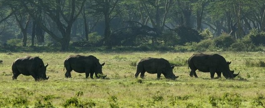 Loldia House (Lake Naivasha) Kenya - www.africansafaris.travel