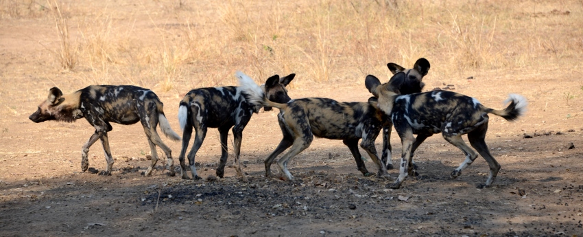 Makanyane Safari Lodge (Madikwe Game Reserve) South Africa - www.africansafaris.travel