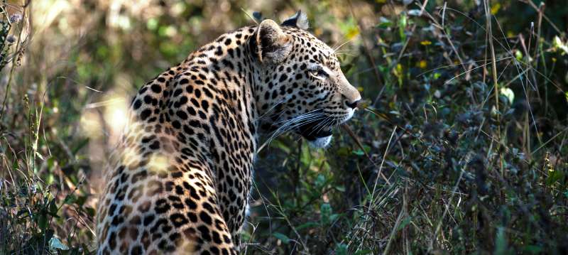 Mapula Lodge (Okavango Delta) Botswana - www.africansafaris.travel