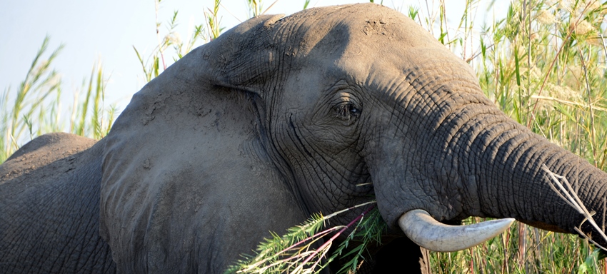 Thornybush n'Kaya Lodge (Thornybush Game Reserve) South Africa - www.africansafaris.travel