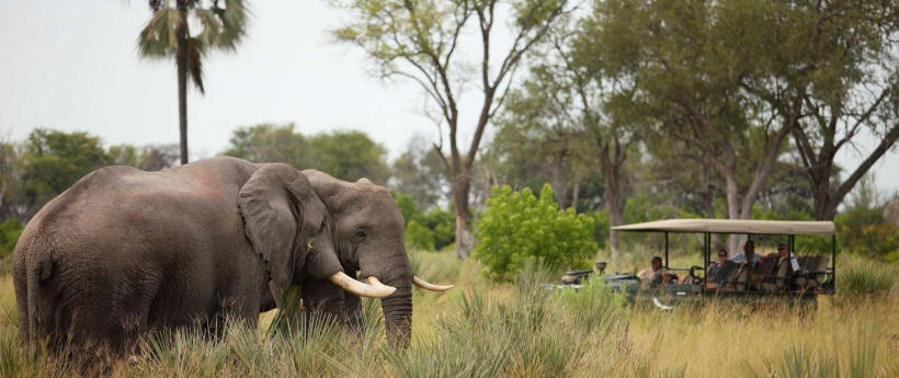 Nxabega Okavango Camp - www.africansafaris.travel