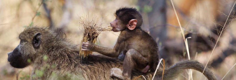 Okuti (Moremi Game Reserve) Botswana - www.africansafaris.travel