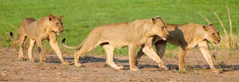 Ruckomechi Camp - Picture by Wildernerss Safaris - www.africansafaris.travel