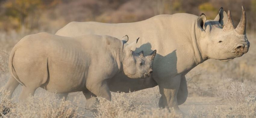 Safarihoek Lodge, Etosha, Namibia - www.africansafaris.travel