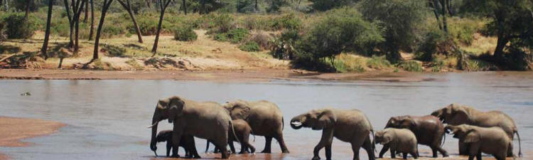 Samburu Intrepids (Samburu Game Reserve) Kenya - www.africansafaris.travel