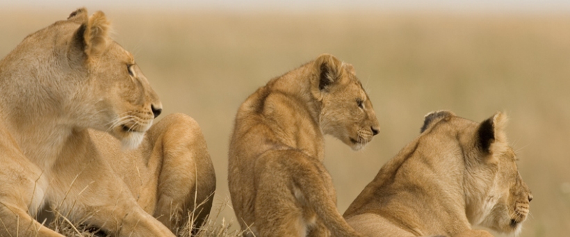 Sanctuary Kusini Camp (Ndutu Area - Southern Serengeti National Park) Tanzania - www.africansafaris.travel