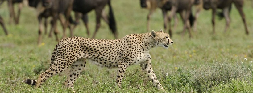 Sanctuary Kusini Camp (Ndutu Area - Southern Serengeti National Park) Tanzania - www.africansafaris.travel