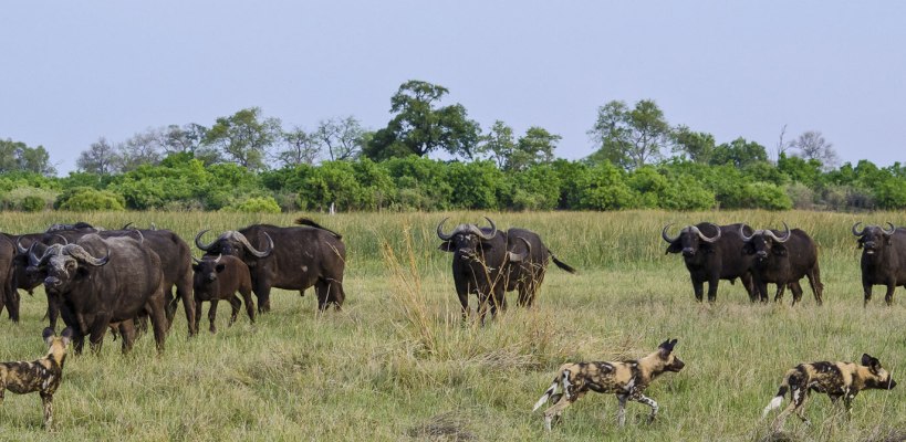 Savuti Camp with Wilderness Safaris - www.africansafaris.travel