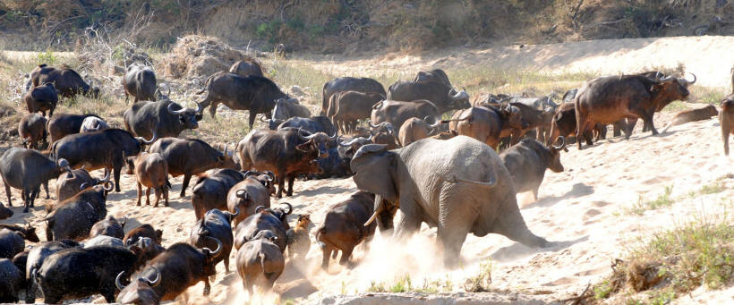 Thornybush Game Lodge (Thornybush Game Reserve) South Africa - www.africansafaris.travel