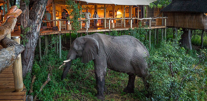 Tubu Tree Camp (Okavango Delta) Botswana with Wilderness Safaris - www.africansafaris.travel