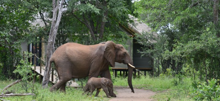 Victoria Falls River Lodge (Victoria Falls) Zimbabwe - www.africansafaris.travel