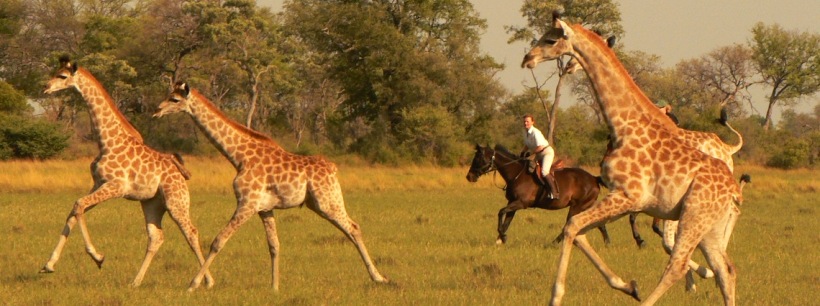 African Horseback Safaris - www.africansafaris.travel