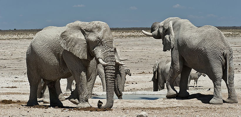 Andersson's Camp at Ongava - www.africansafaris.travel