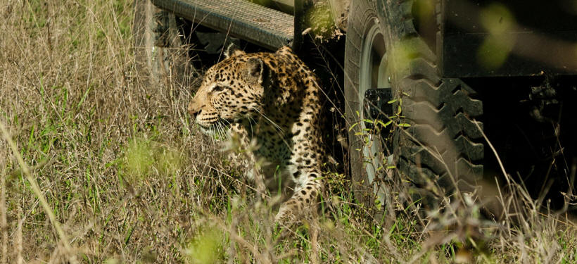 Arathusa Safari Lodge - www.africansafaris.travel