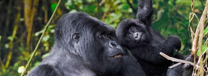 Uganda Fly-In Gorilla Express (6 Days) - www.photo-safaris.com