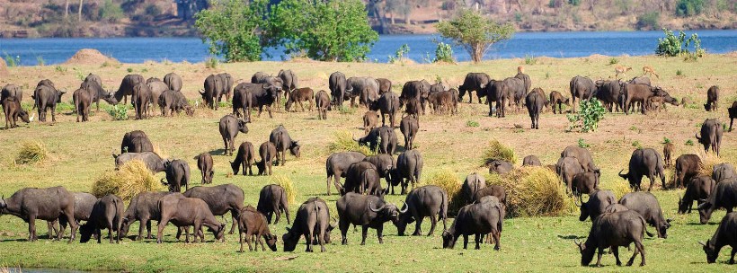 Ruckomechi Camp - Picture by Wildernerss Safaris - www.africansafaris.travel