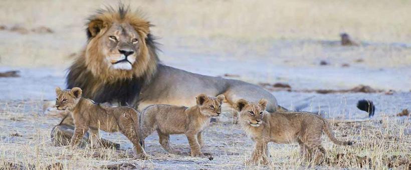 Camp Hwange - www.africansafaris.travel