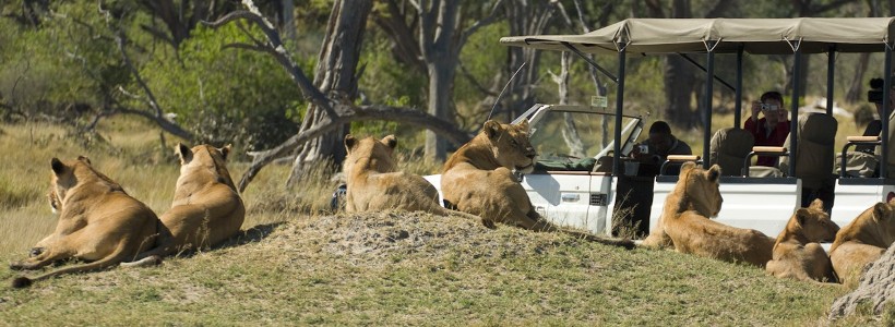 Camp Moremi - www.africansafaris.travel