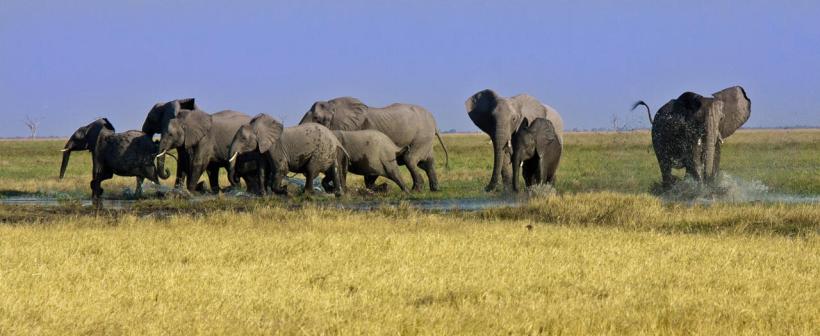 Camp Savuti - www.africansafaris.travel